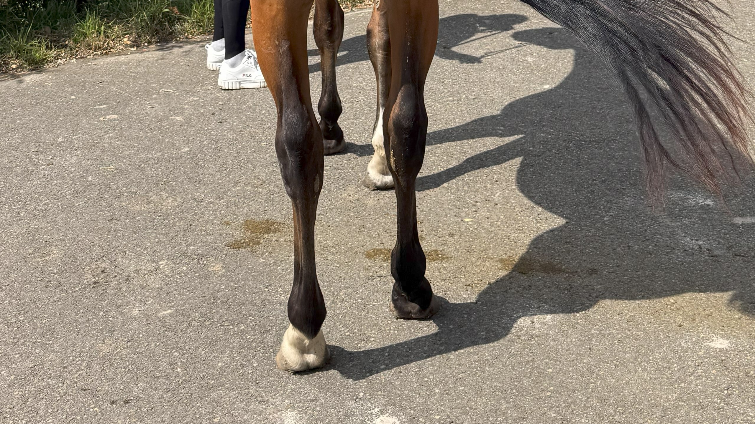 horse